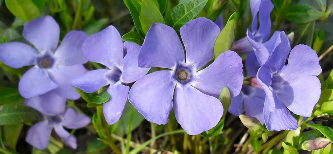 Health Route Flowers