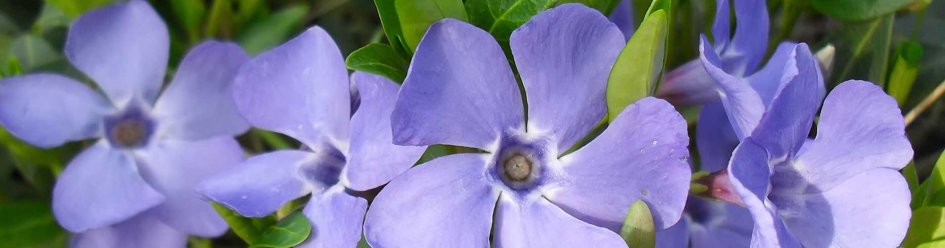 Health Route Flowers